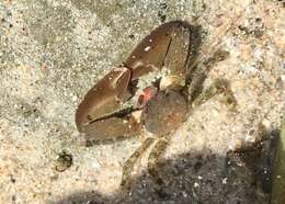 Image of Cabrillo porcelain crab