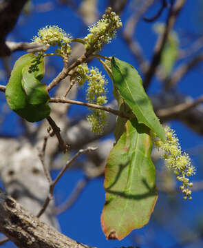 Image of Croton magneticus Airy Shaw