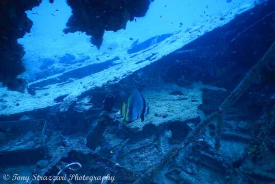 Image of Blunthead batfish