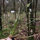 Image of Florida sedge