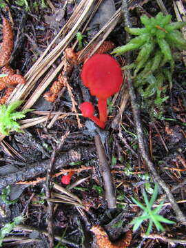 Слика од Hygrocybe coccineocrenata (P. D. Orton) M. M. Moser 1967