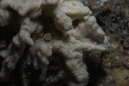 Image of yellow-fingered horny sponge