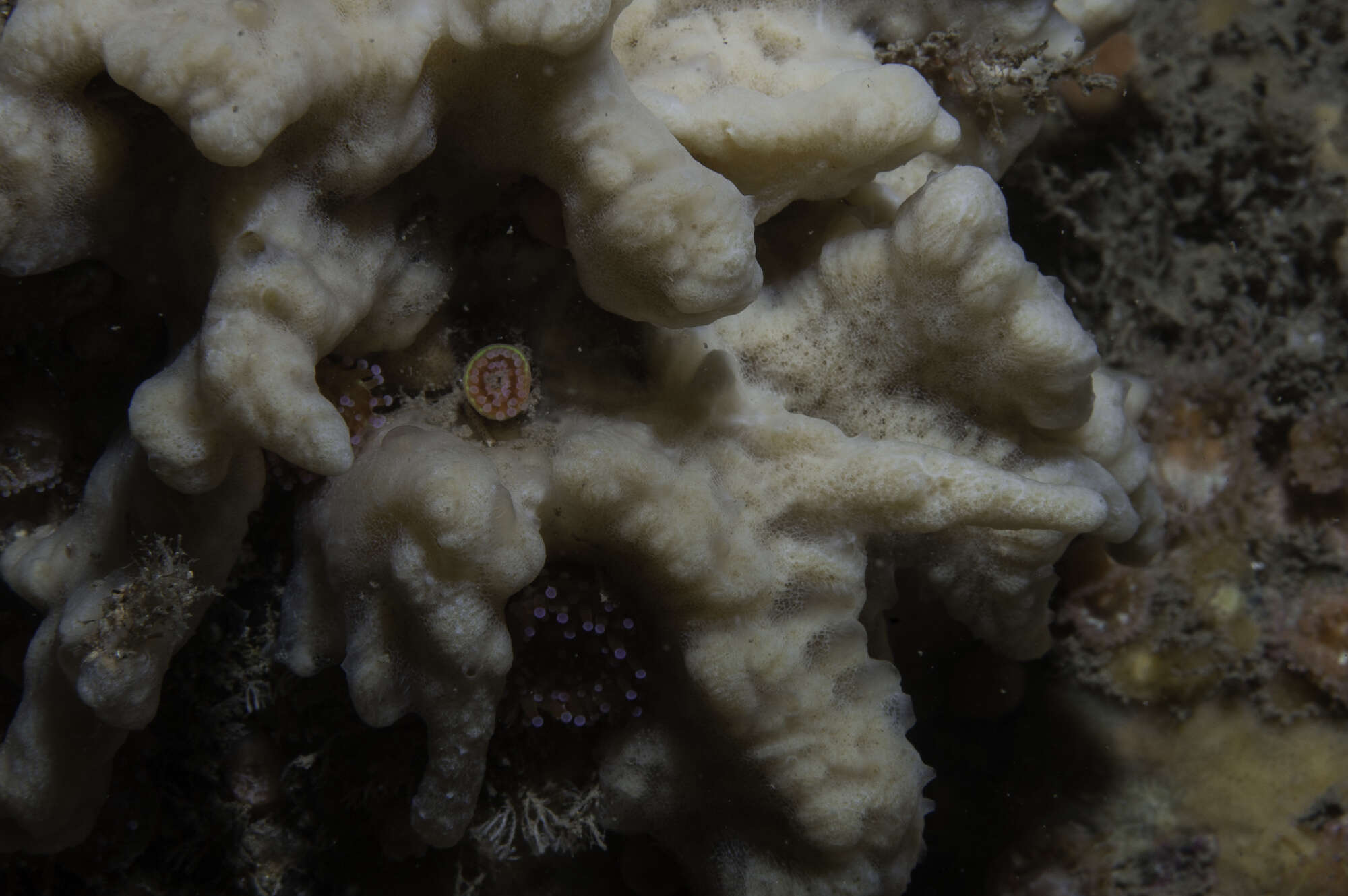 Image of yellow-fingered horny sponge