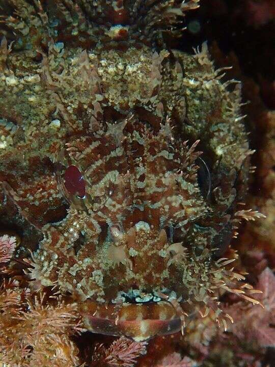 Image of Eastern Red scorpionfish