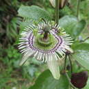Image of Passiflora tatei Killip & Rusby