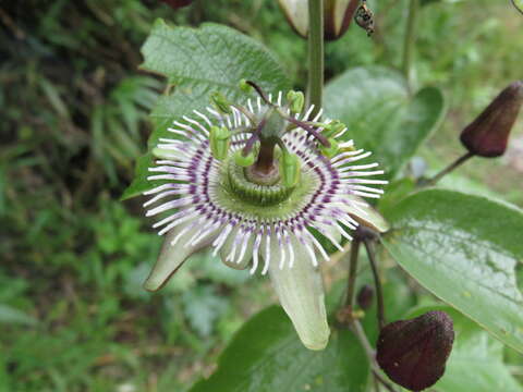 Image of Passiflora tatei Killip & Rusby