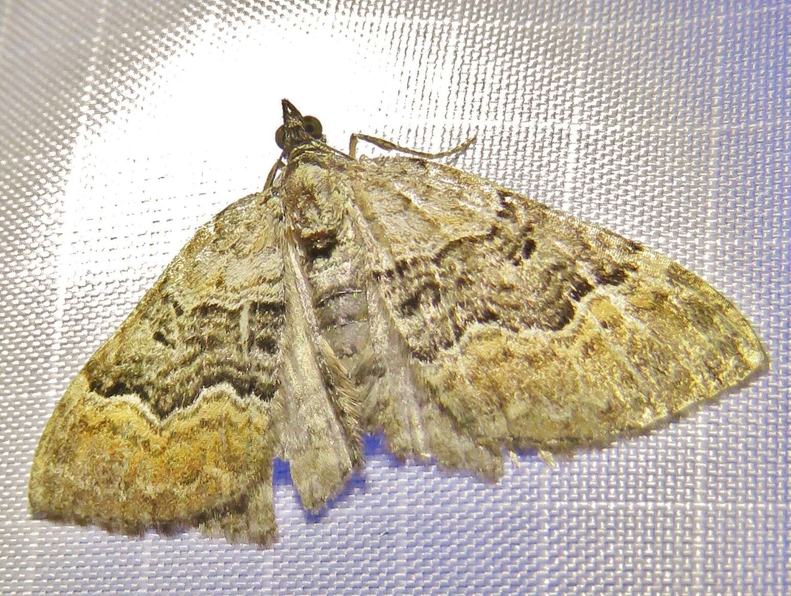 Image of large twin-spot carpet