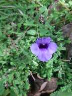 Image of Spotless Violet Torenia