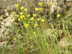 Image of Haplophyllum linifolium (L.) G. Don fil.