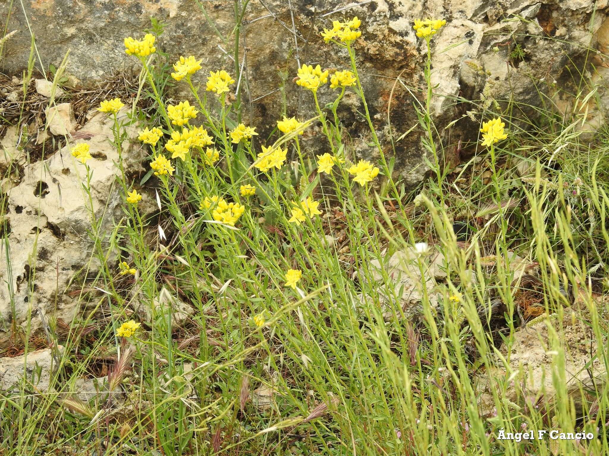 Image of Haplophyllum linifolium (L.) G. Don fil.