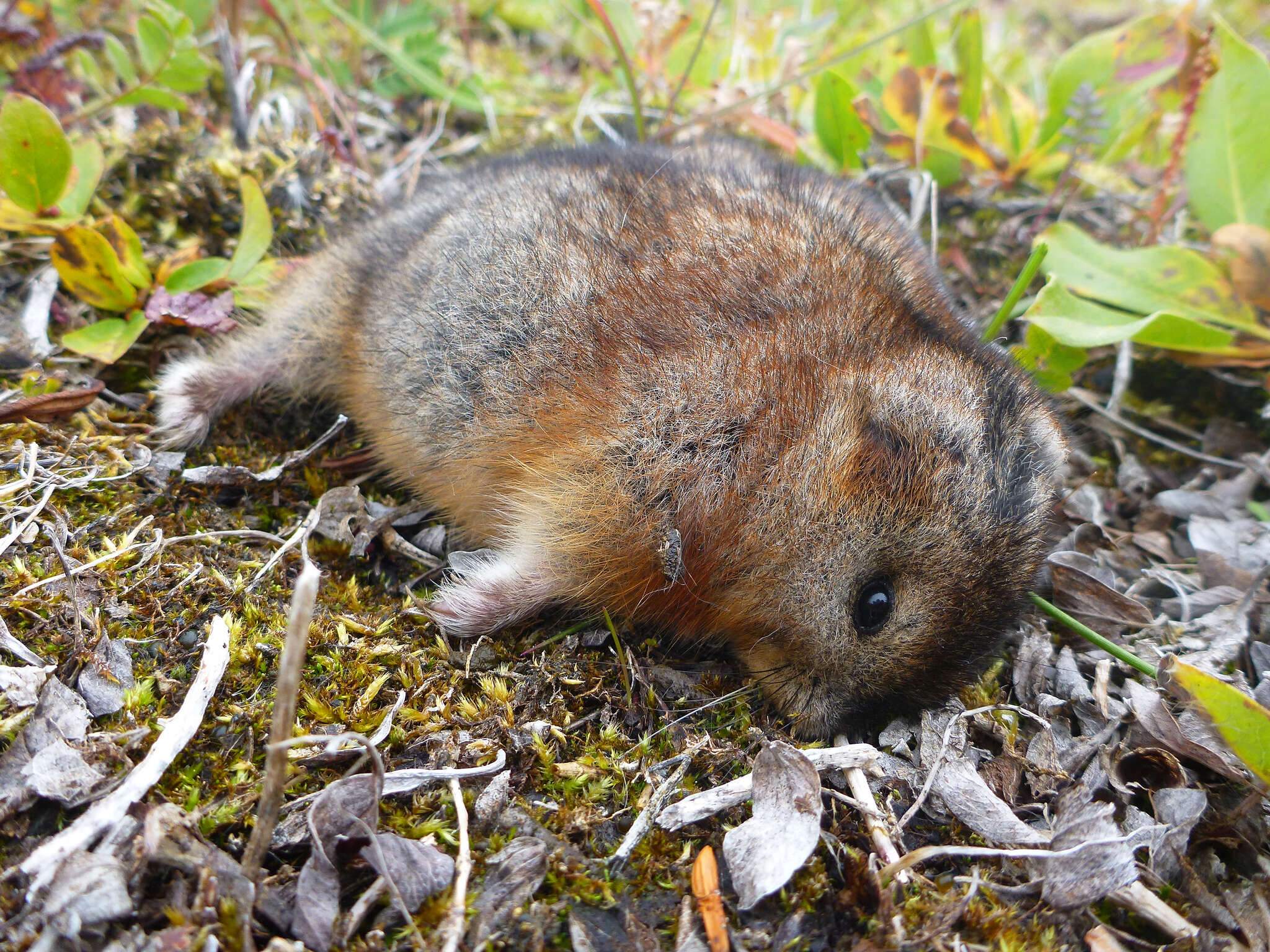 Northern Collared Lemming Species Profile, Alaska Department of Fish and  Game