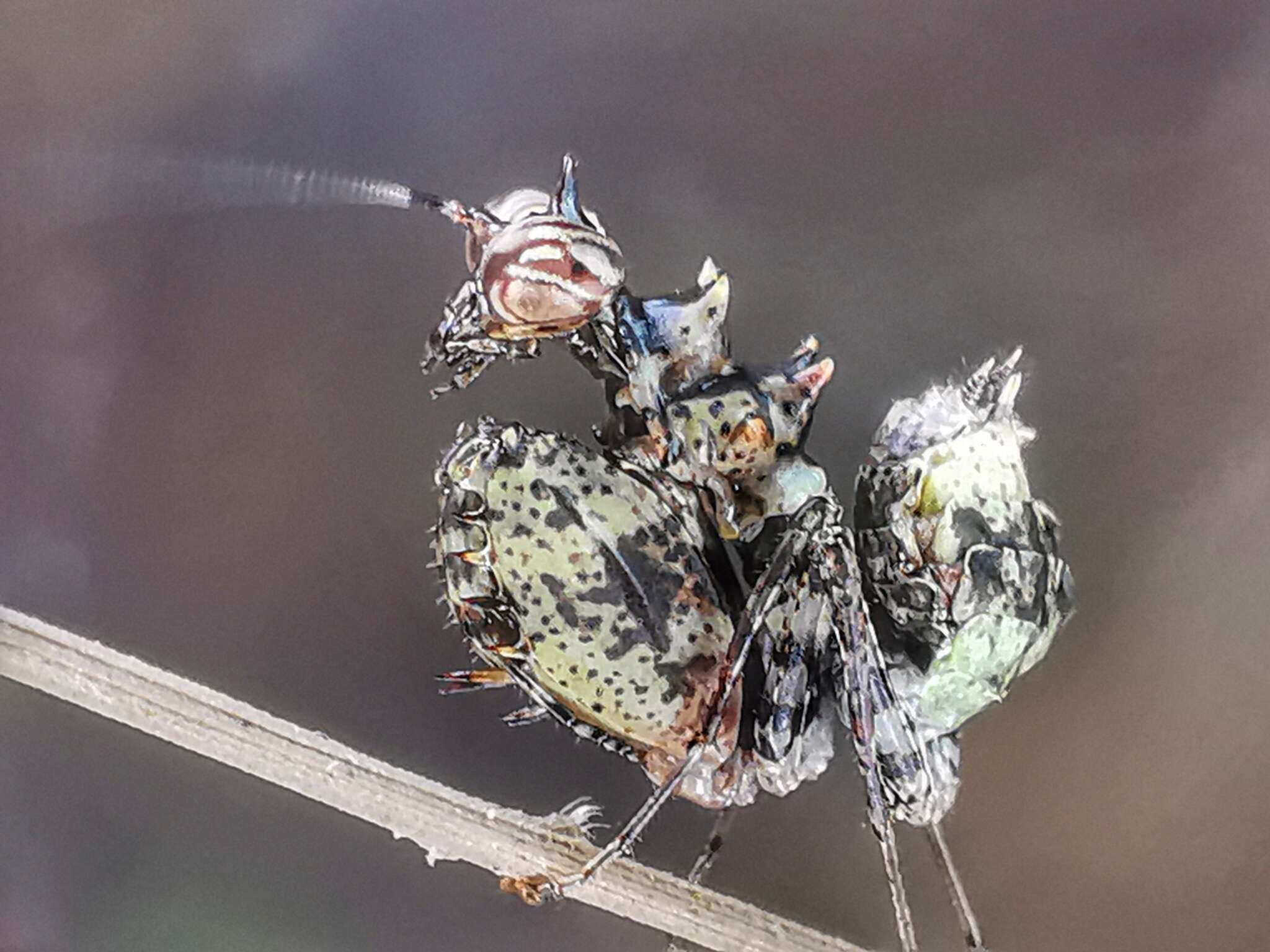 Image of Pachymantis bicingulata de Haan 1842