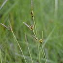 Image of Carex durieui Steud. ex Kunze