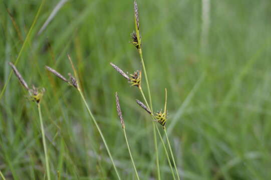 Carex durieui Steud. ex Kunze resmi