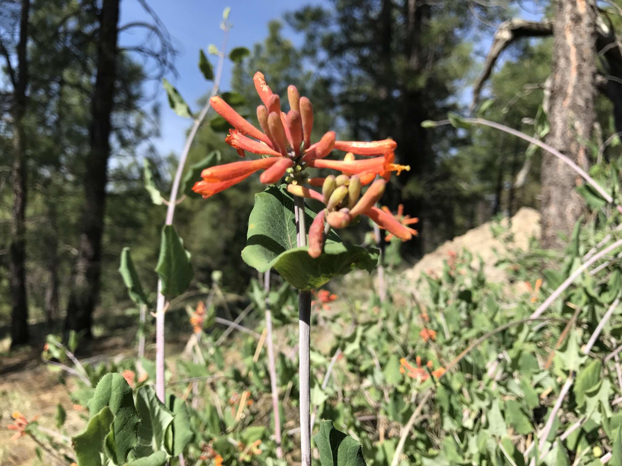 Image of Arizona honeysuckle