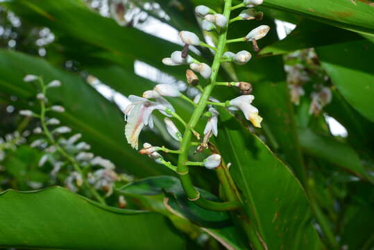 Слика од Alpinia formosana K. Schum.