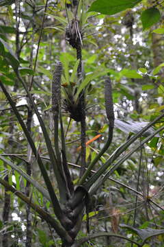 Monstera oreophila Madison resmi