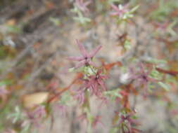 Image of Carpacoce scabra (Thunb.) Sond.