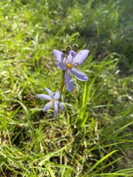 Calydorea charruana Deble resmi