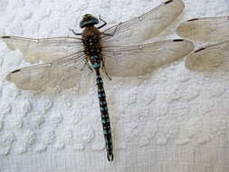 Image of Azure Hawker