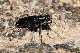 Image of Cicindela (Cicindelidia) politula Le Conte 1875