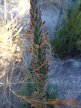 Image of Struthiola tomentosa Andr.