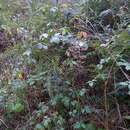 Image of Rubus echinatus Lindl.