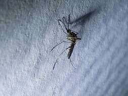 Image of Floodwater Mosquito