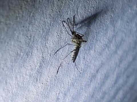 Image of Floodwater Mosquito