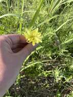 Image de Pyrrhopappus grandiflorus (Nutt.) Nutt.