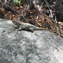 Image of Alvaro's Lizard