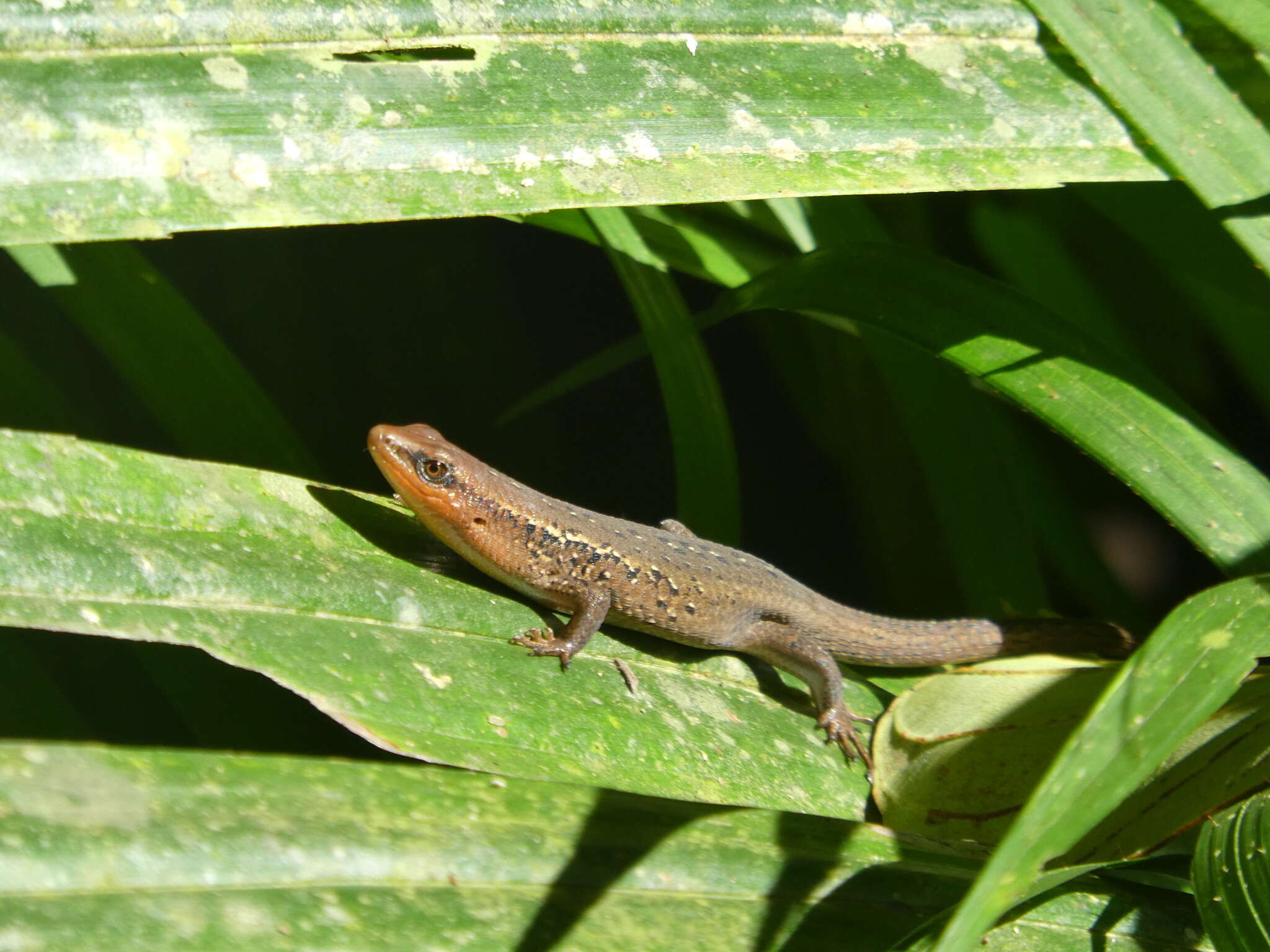 Image of Nicobar Island Skink