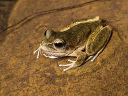 Image of Booroolong Frog