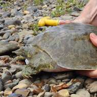 Image of Midland Smooth Softshell Turtle