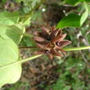 Image of Matelea gonoloboides (B. L. Robinson & Greenm.) R. E. Woodson