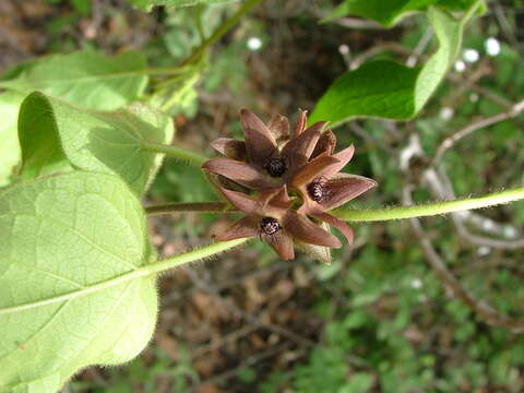 Image of Matelea gonoloboides (B. L. Robinson & Greenm.) R. E. Woodson