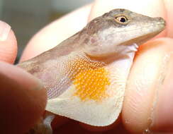 Image of Anolis apletophallus Köhler & Sunyer 2008