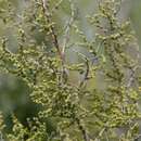 Image of Asparagus stellatus Baker