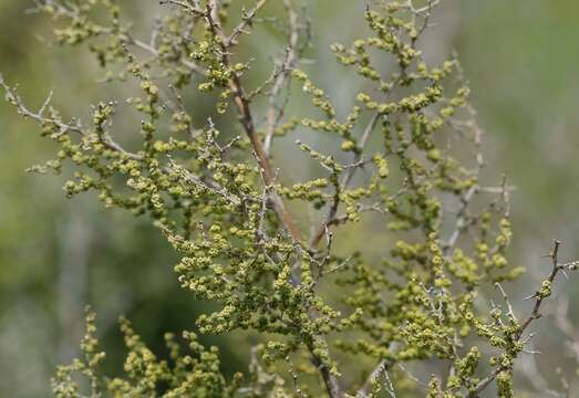 Image of Asparagus stellatus Baker