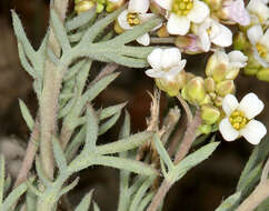 Imagem de Polyctenium fremontii var. fremontii