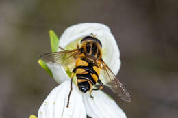 صورة Helophilus neoaffinis Fluke 1949