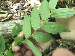 Streptopus lanceolatus (Aiton) Reveal的圖片