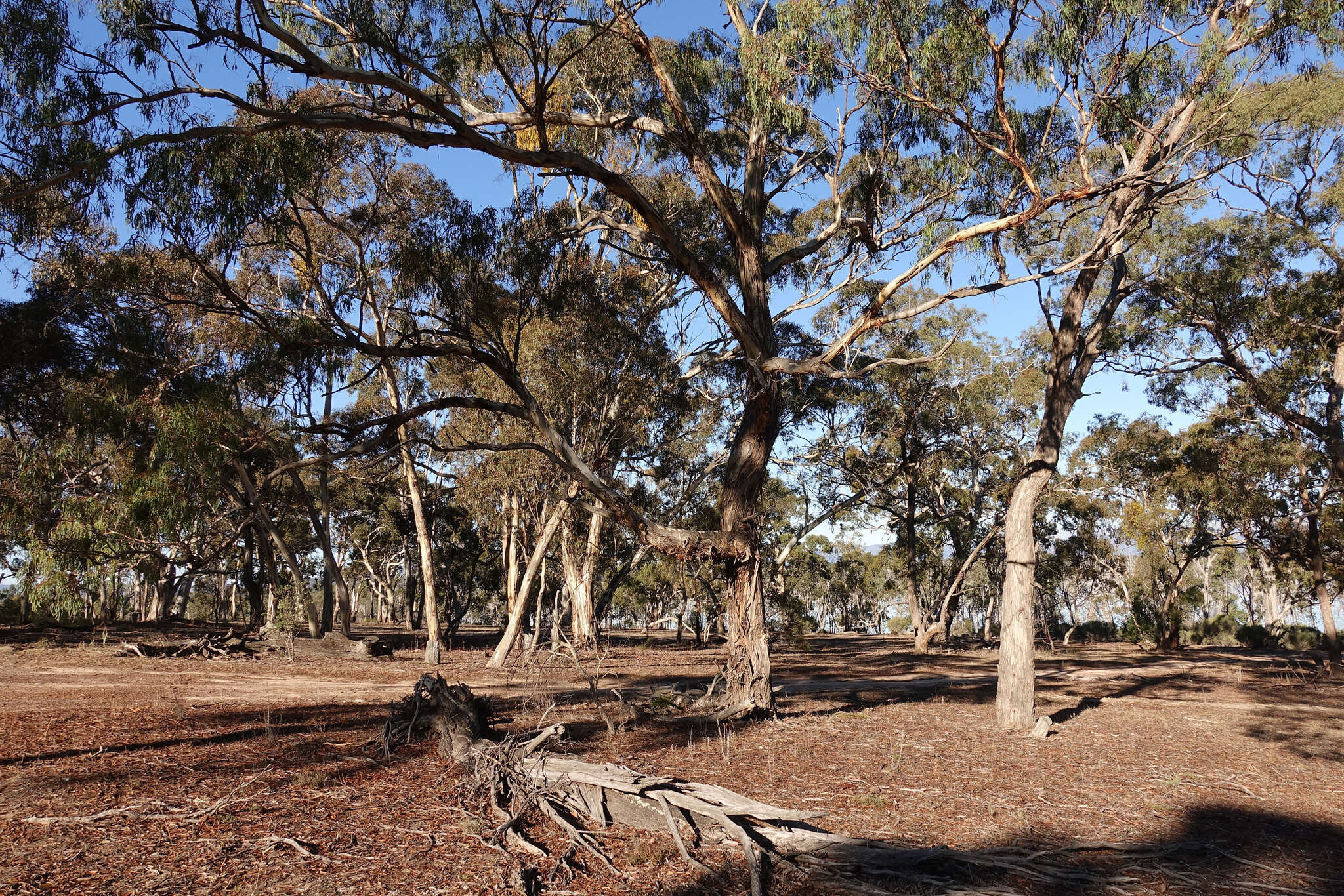 Eucalyptus melliodora A. Cunn. ex Schauer resmi