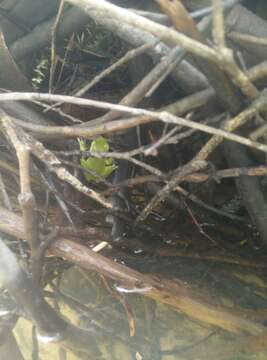 Image of Green Stream Frog