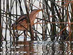 Image of Stripe-backed Bittern