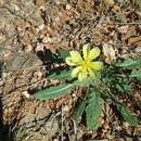 Image de Oenothera primiveris subsp. primiveris