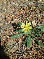 Imagem de Oenothera primiveris subsp. primiveris