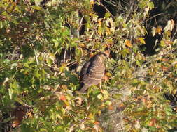 Image of Everglade snail kite