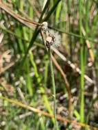 Image of Pilosella lactucella (Wallr.) P. D. Sell & C. West