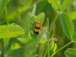 Слика од Commophila aeneana Hübner 1799